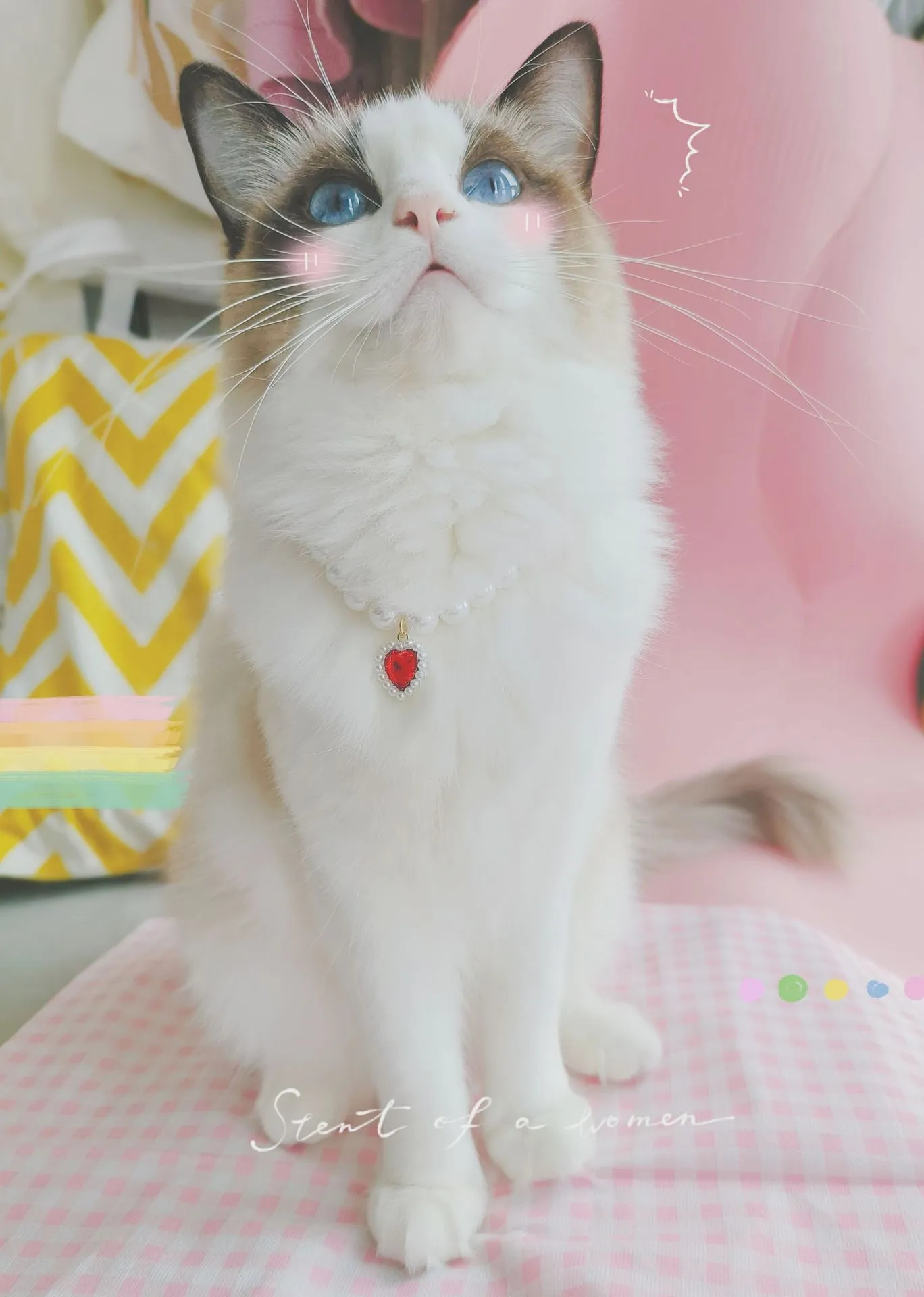 Pet Cat Beads Love Necklace