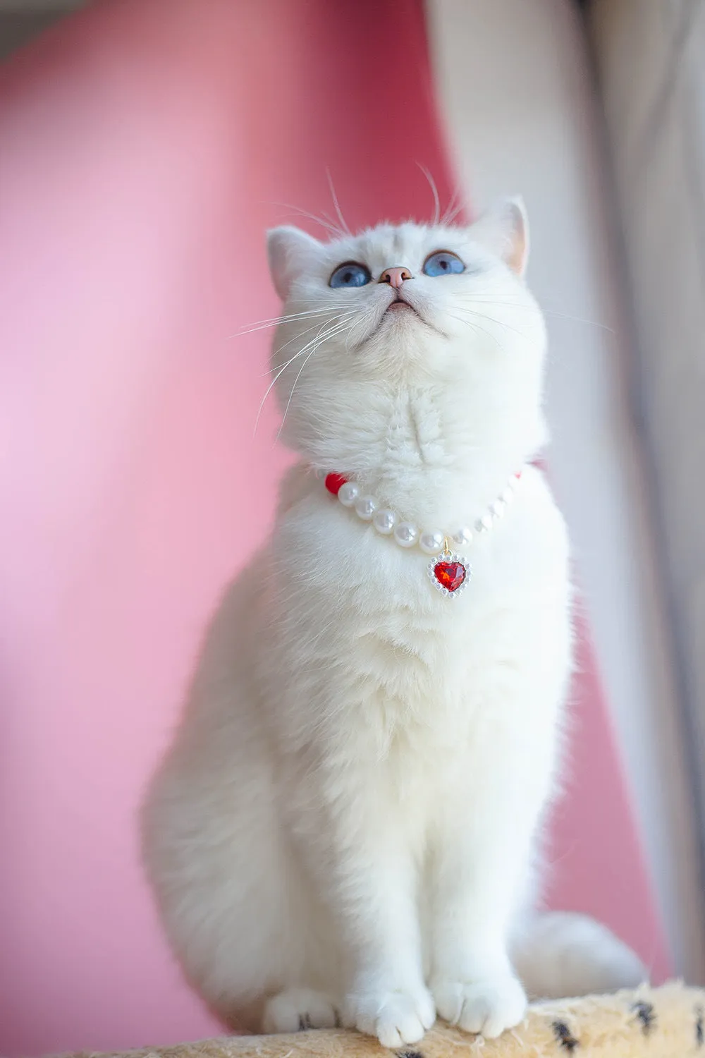 Pet Cat Beads Love Necklace