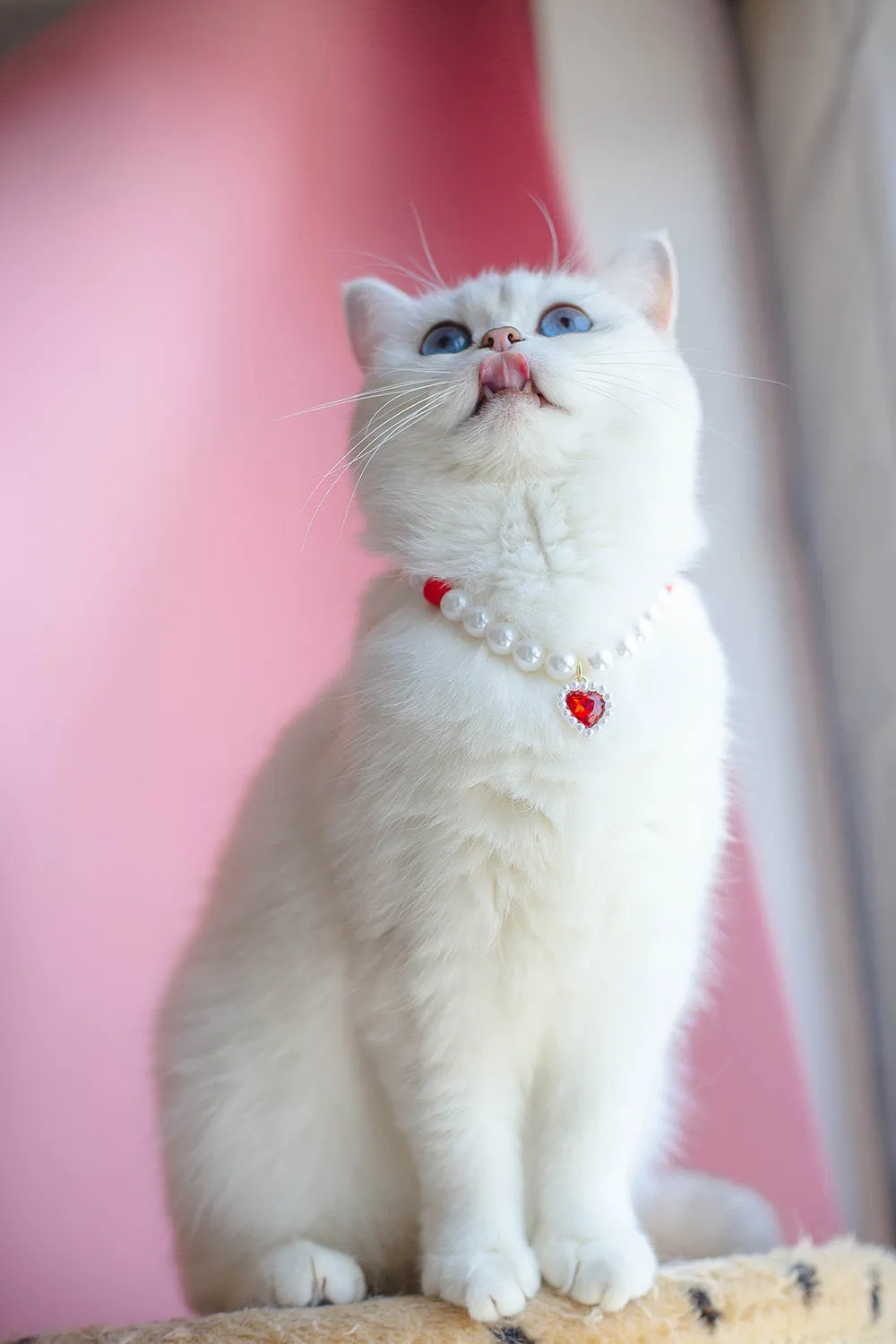 Pet Cat Beads Love Necklace
